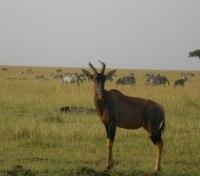 Topi